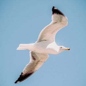 gull flying solo